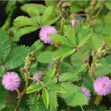 Mimosa Seeds