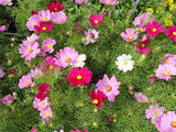 Cosmos Flower Seeds