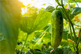 Netherlands fruit cucumber seeds