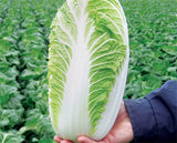 Chinese Cabbage seeds