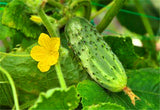 Netherlands fruit cucumber seeds