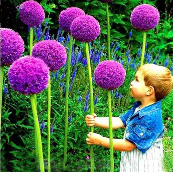 planting giant allium seeds Giant Allium Seeds – Greats Garden