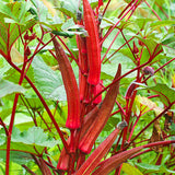 Red Okra seeds