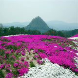 Phlox Seeds