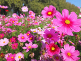 Cosmos Flower Seeds