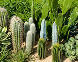 Cactus seeds