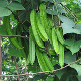Psophocarpus Tetragonolobus Seeds