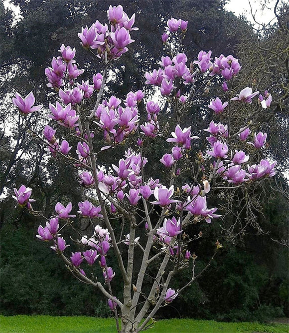 Magnolia Tree Seeds