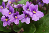 African Violet Flower Seeds