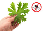Mosquito Repellent Herb seeds