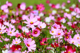 Cosmos Flower Seeds