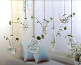 Hanging Glass Planters
